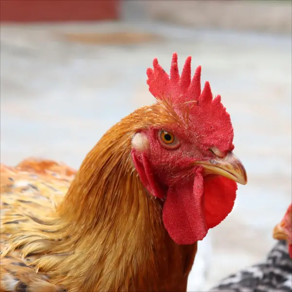 imagen Aves de corral